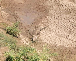 Construction Worker Sees Something in the Mud — And Can’t Believe What’s Staring Back