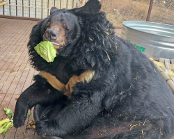Overweight Bear Discovers Fresh Produce — And a New Lease on Life