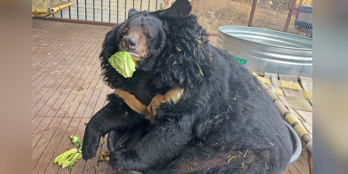 Overweight Bear Discovers Fresh Produce — And a New Lease on Life