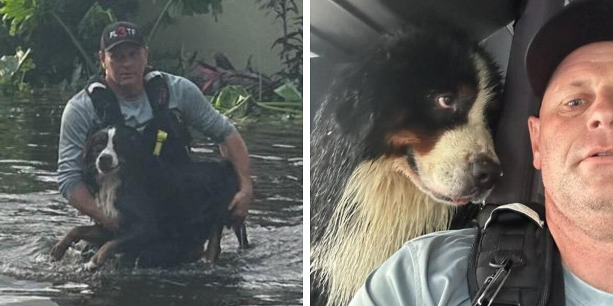 Dog’s Eyes Tell the Whole Story After Dramatic Hurricane Rescue