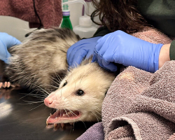 ‘Cranky’ Opossum Busted After Eating an Entire Chocolate Cake