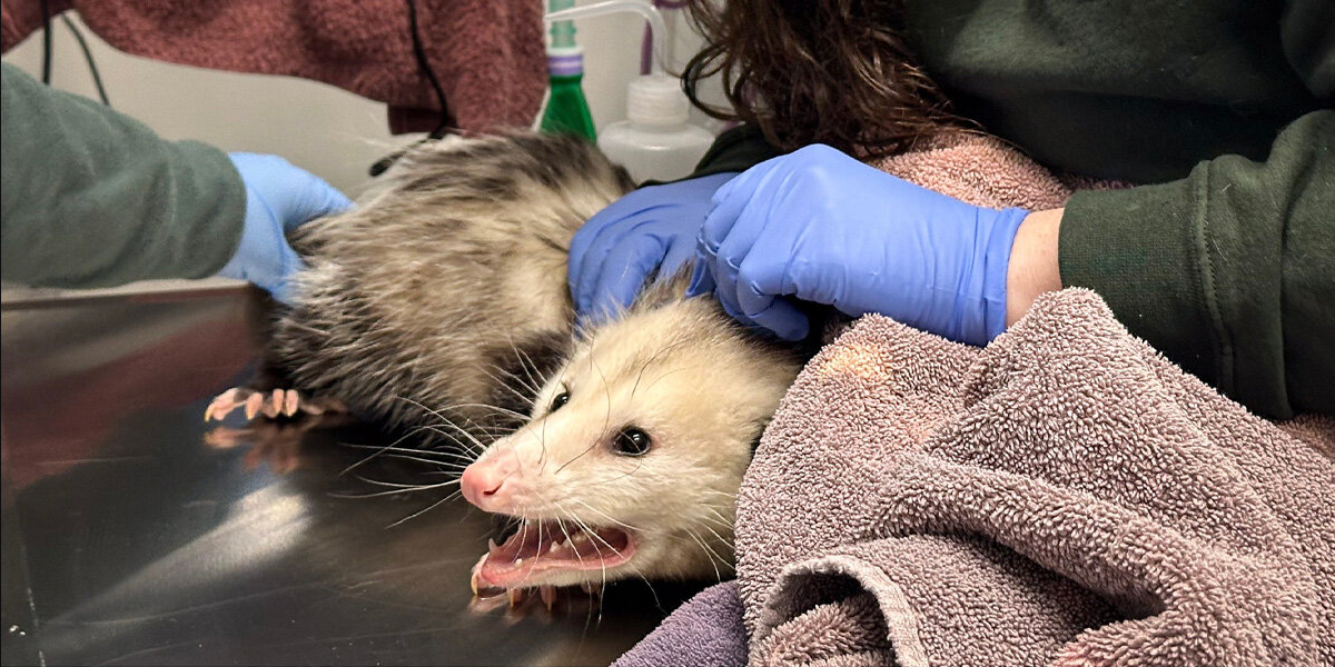 'Cranky' Opossum Busted After Eating an Entire Chocolate Cake
