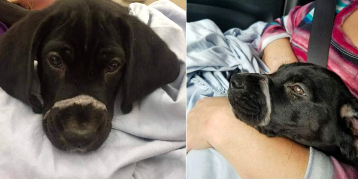 From Zip Tie to Zoomies: How a Little Black Puppy Got His Second Chance
