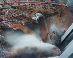 Man Discovers a Family of Squirrels Napping Right Outside His Window