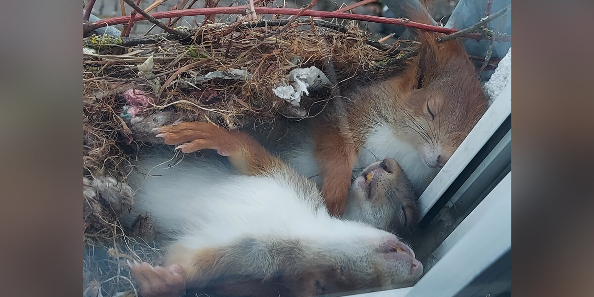 Man Discovers a Family of Squirrels Napping Right Outside His Window