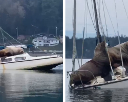 Two Massive Sea Lions Decide to Take a Boat Break