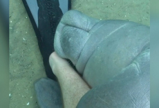 Diver Gets an Unexpected “Hug” From a Playful Manatee