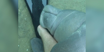 Diver Gets an Unexpected “Hug” From a Playful Manatee