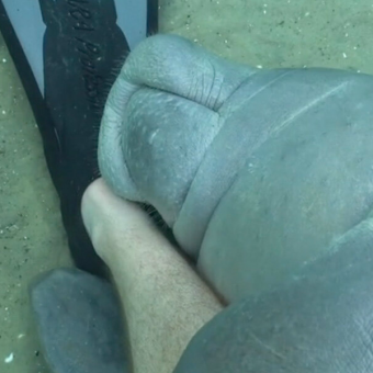Diver Gets an Unexpected “Hug” From a Playful Manatee