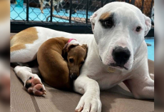 Tiny Pup Only Naps on the Fluffiest Dogs at Daycare — and Everyone Loves It