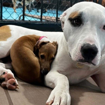 Tiny Pup Only Naps on the Fluffiest Dogs at Daycare — and Everyone Loves It