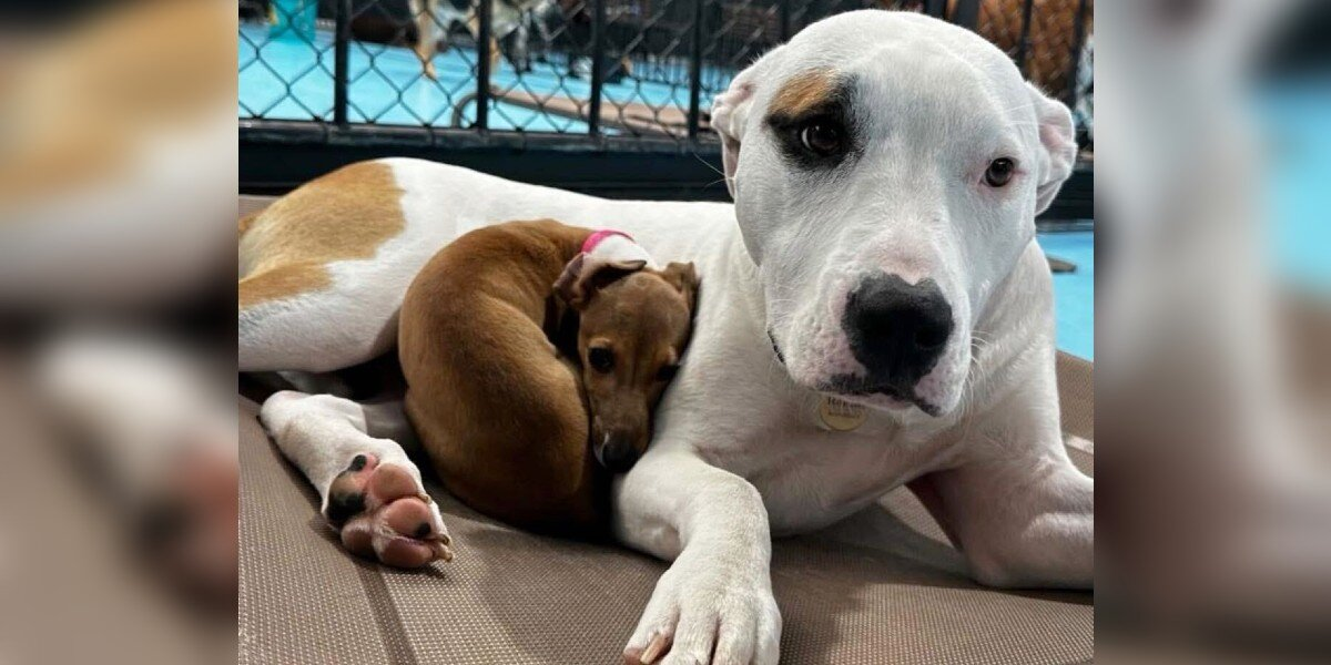 Tiny Pup Only Naps on the Fluffiest Dogs at Daycare — and Everyone Loves It