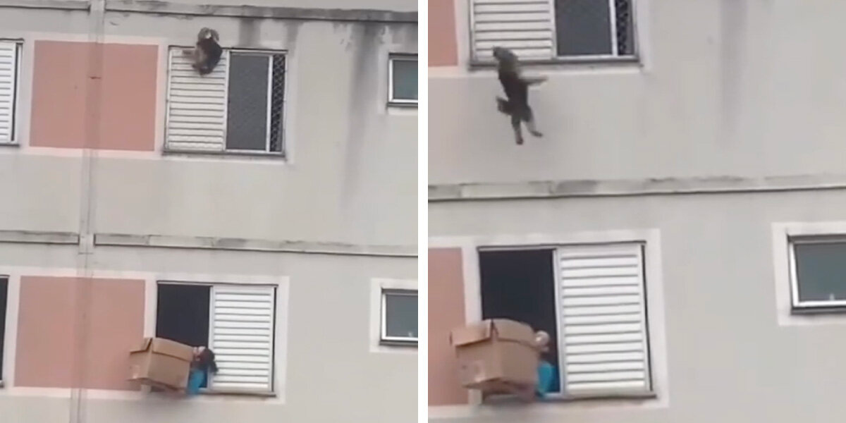 Woman Praised as Hero After Catching Dog Who Fell From Apartment Window