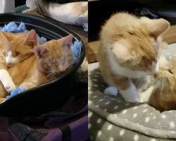Blind Kitten Brothers Keep Getting Overlooked — But They’re Ready to Steal Someone’s Heart
