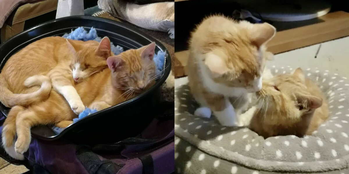 Blind Kitten Brothers Keep Getting Overlooked — But They’re Ready to Steal Someone’s Heart