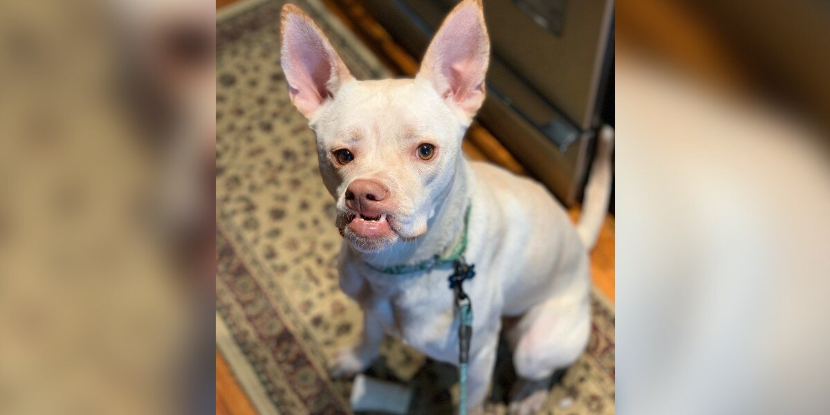Nobody Wants to Adopt This Energetic Pup — All Because of Her Adorable, Crooked Smile