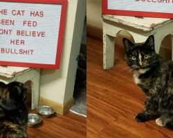 Cat Outraged by Extremely Rude — and Entirely False — Sign Her Family Posted