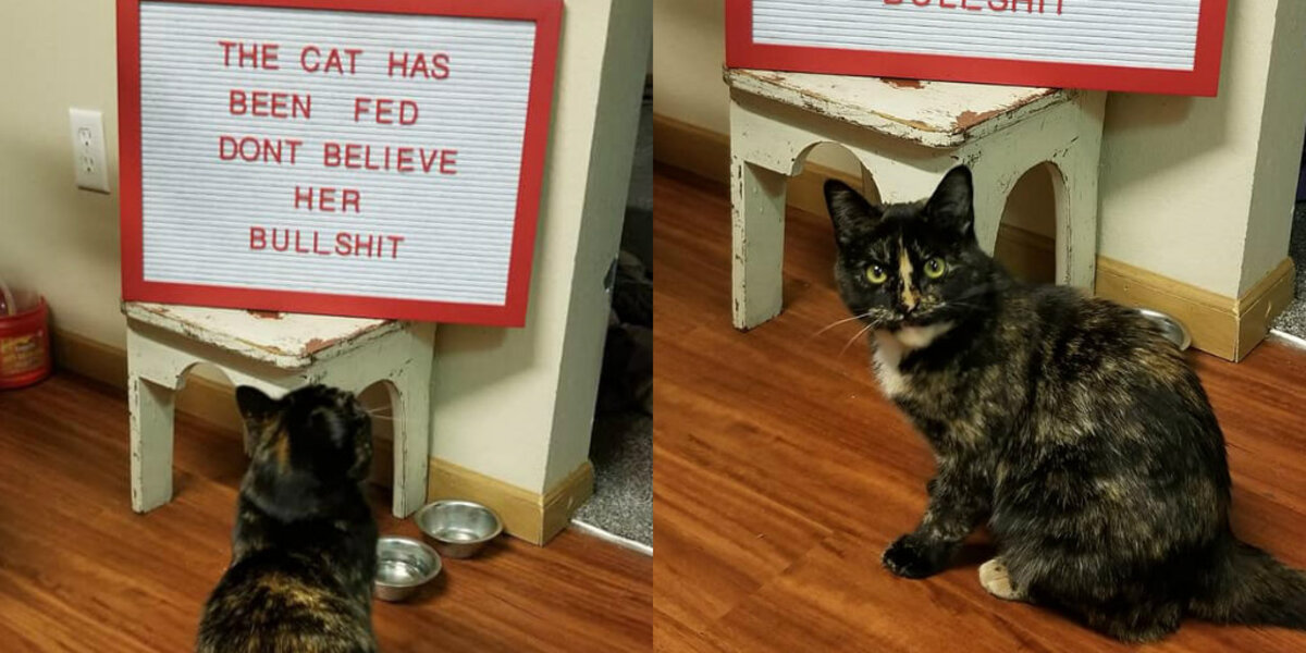 Cat Outraged by Extremely Rude — and Entirely False — Sign Her Family Posted