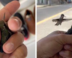Man Rescues Tiny Hummingbird — And Discovers She Has a Devoted Companion