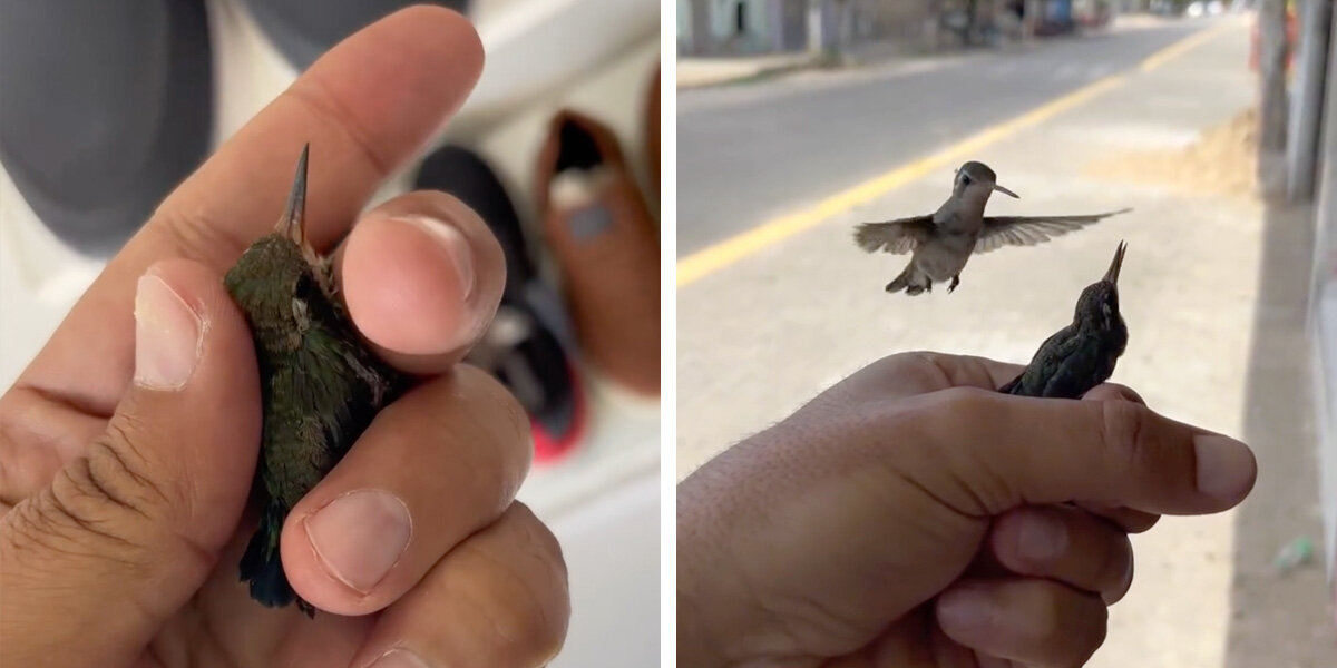 Man Rescues Tiny Hummingbird — And Discovers She Has a Devoted Companion