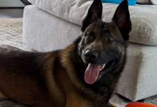 California Officer Seeks Community’s Help to Protect His K-9 Partner