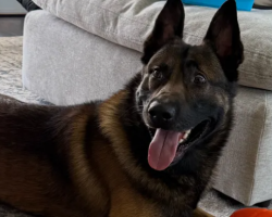 California Officer Seeks Community’s Help to Protect His K-9 Partner