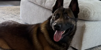 California Officer Seeks Community’s Help to Protect His K-9 Partner