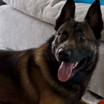 California Officer Seeks Community’s Help to Protect His K-9 Partner