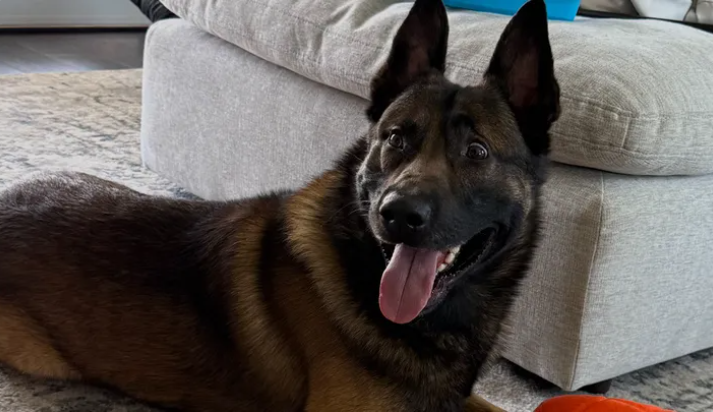 California Officer Seeks Community’s Help to Protect His K-9 Partner