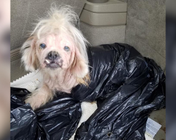 Dog Found in Garbage Bag Stuns Rescuers with Her Will to Live