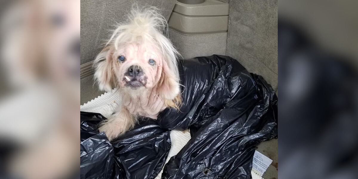 Dog Found in Garbage Bag Stuns Rescuers with Her Will to Live
