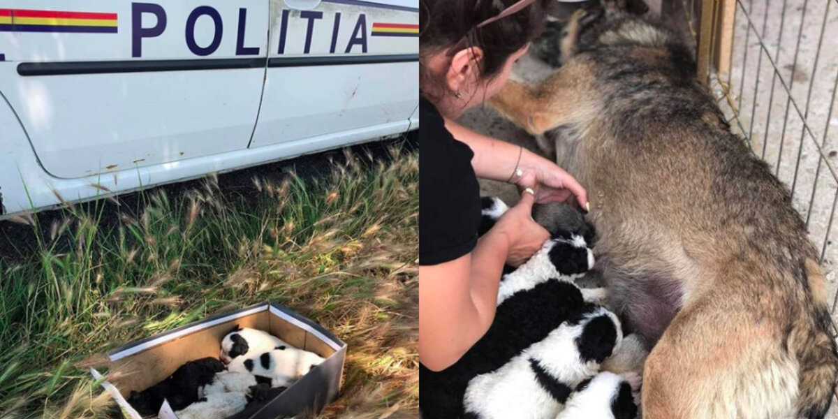 Heartbroken Mama Dog Finds Joy Again After Adopting Abandoned Newborn Puppies