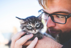 Nearly Half of Cat Parents Value Their Pets More Than People, Study Finds