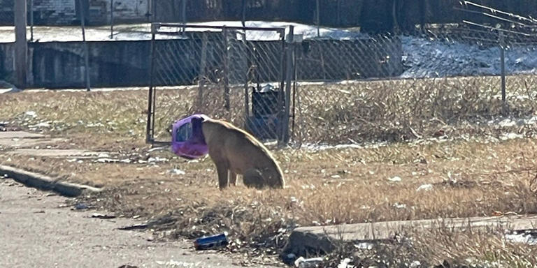 Stray Dog Stuck in Cheeseball Bucket Finally Rescued After Days on the Run