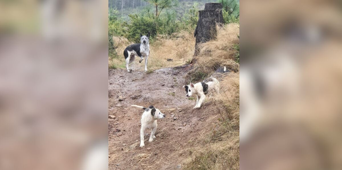 Rescuers Find Shivering Dog Family Huddled in the Rain — And Refuse to Give Up