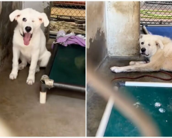 Shelter Puppy Waits 432 Days for a Home — Then His Life Changes Overnight