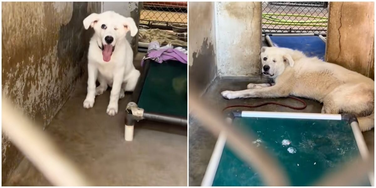 Shelter Puppy Waits 432 Days for a Home — Then His Life Changes Overnight
