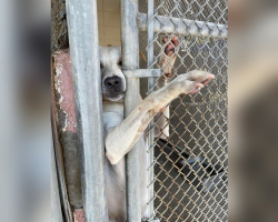 Shelter Dog Reaches Out His Paw to Anyone Passing By — Until One Man Finally Stops
