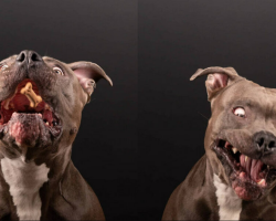 Dog’s “Perfect” Treat Photo Shoot Turns into a Hilarious Surprise