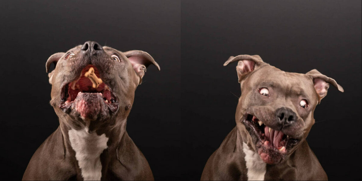 Dog’s “Perfect” Treat Photo Shoot Turns into a Hilarious Surprise