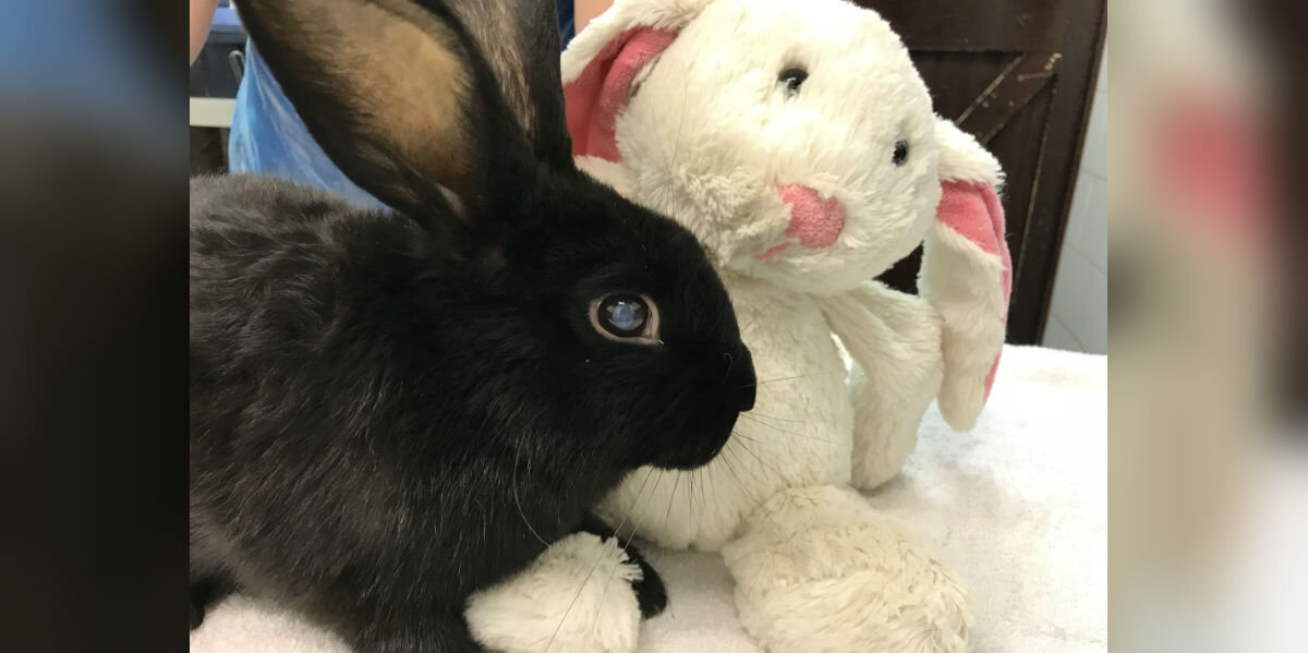 Blind Rabbit Found Abandoned in a Box — Clinging to His Stuffed Bunny