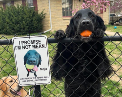 Shy Dog Was Afraid of Neighbors — Until His Mom Came Up With a Brilliant Plan