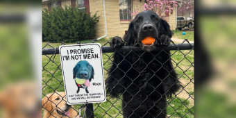 Shy Dog Was Afraid of Neighbors — Until His Mom Came Up With a Brilliant Plan