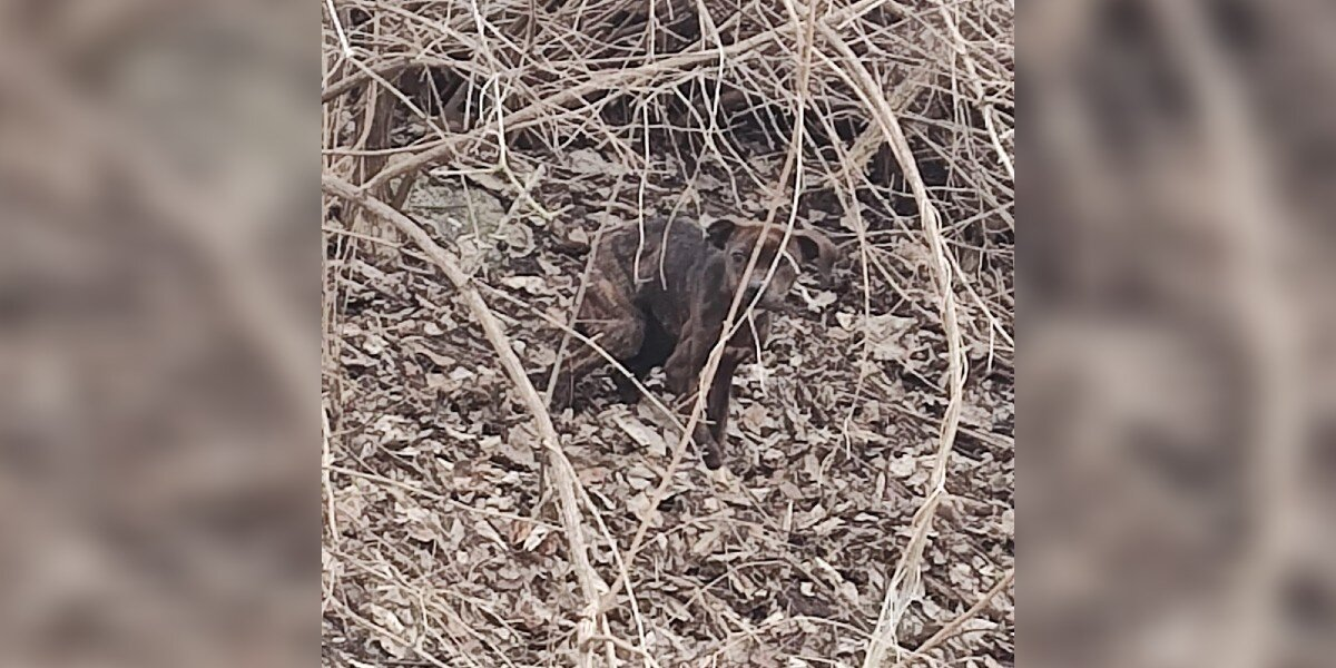 Man Spots Movement in the Brambles — And Uncovers a Little Life Waiting for Help