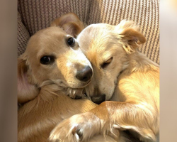 Two Shelter Dogs Finally Find a Home — and Haven’t Stopped Hugging Since