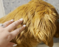 Rescue Dog Was Too Scared to Step Outside — Until Love Showed Her the Way