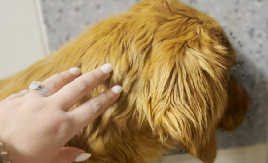 Rescue Dog Was Too Scared to Step Outside — Until Love Showed Her the Way