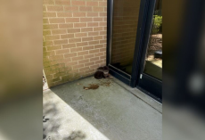 Navy Base Staff Shocked By Tiny Wild Visitors At Their Door