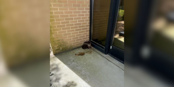 Navy Base Staff Shocked By Tiny Wild Visitors At Their Door