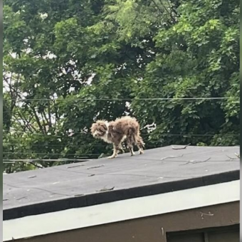 Puppy Found Stranded On Rooftop Gets The Second Chance He Was Waiting For